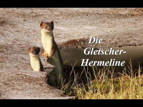 Die Gletscher-Hermeline; The Glacier Ermines, Stoats; Hermelin (Mustela erminea)