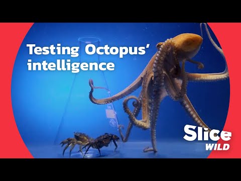 How clever is an octopus, really? | AI