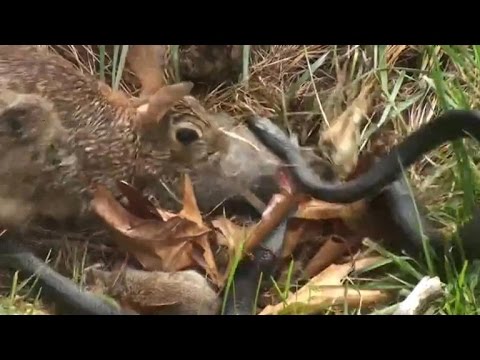 Watch a mother rabbit fight off a snake