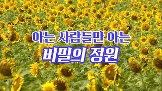 preview picture of video '국내 최대 해바라기밭'