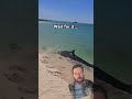 Shark Swims on Beach Trying To Catch Turtle
