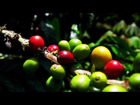 Crónicas de una Experiencia Artiguista - Película Completa