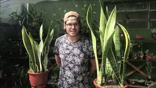 V&iacute;deo do produto