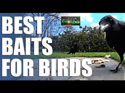 Best Baits for Birds – AirHeads, episode 7 Best Baits for Birds – AirHeads, episode 7
