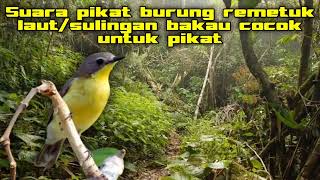 Download lagu Suara pikat burung remetuk laut cocok untuk pikat dijamin ampuh terbaru 2022 mp3 Download lagu Suara pikat burung remetuk laut cocok untuk pikat dijamin ampuh terbaru 2022 mp3