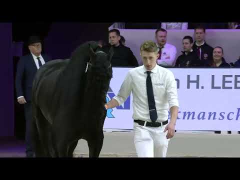 HK 2026 – Event 4 – Inspection of the registered Studbook Stallions approved from breeding season 2020, 2021 and 2022 – German