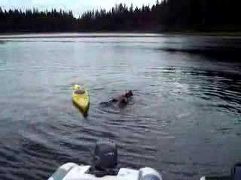 What not to do when you fall out of a kayak