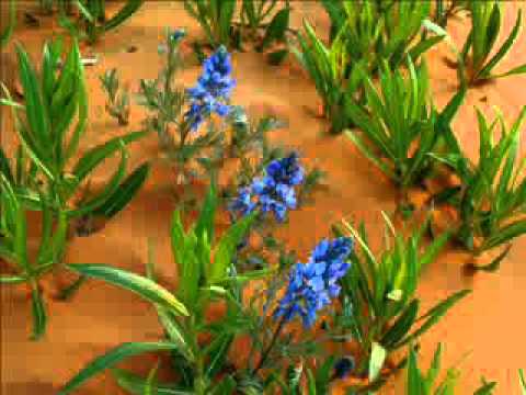 حديثِ قدسی  Hadith-E-Qudsi (12 of 40) - Urdu