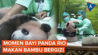 Download lagu Prabowo's Baby Panda Rio Begins to Be Introduced to Bamboo mp3