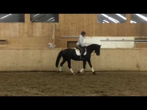 Cormik (born 2012), v. Cormint - Heraldik xx - Kronprinz xx