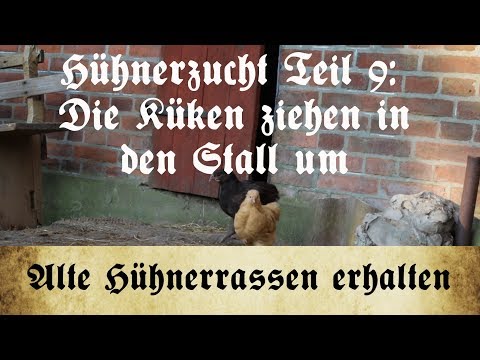 Zucht alter Hühnerrassen - Teil 9: Umzug der Küken in den Stall