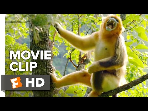 Born in China Movie Clip - Monkeying Around (2017) | Movieclips Coming Soon