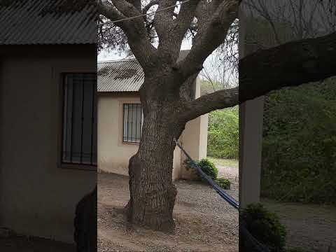 Complejo Buena Vista