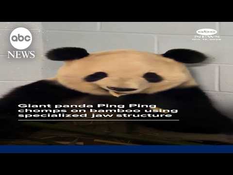Giant panda Ping Ping chomps on bamboo using specialized jaw structure