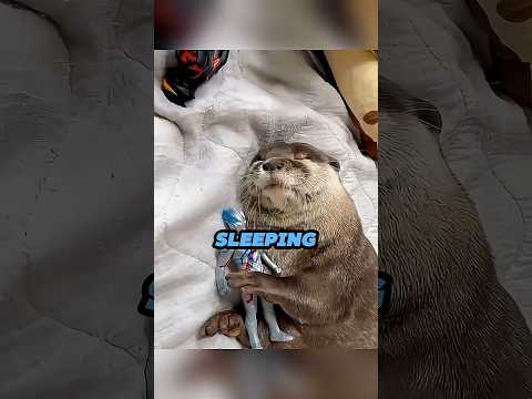 Otter Jumps on Woman’s Boat to Save Its Baby 🥺🦦. #shorts #otter #animals