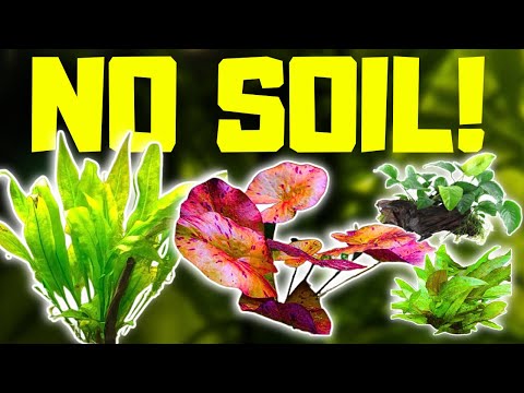 NO SOIL AQUARIUM PLANTS: TOP 10 Beginner Plants That Don't Need Soil
