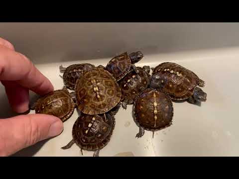 Last 12 EB Turtles of 2025, Good and Bad about each Hatching.