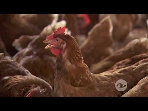 , title : 'Doble propósito: Gallinas ponedoras y pollos de engorde'