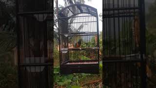 Download lagu Cucak cungko gacor isian rambatan mp3 Download lagu Cucak cungko gacor isian rambatan mp3