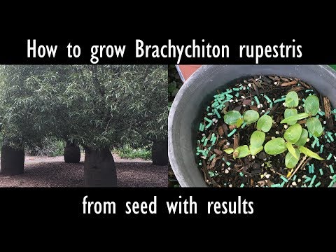 How to grow Brachychiton rupestris (Queensland bottle tree) from seed with results