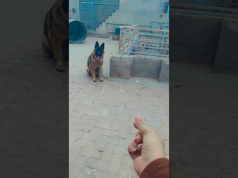 Buddy chose his MaMa 🥰 #funny #germanshepheard #dog #doglover #viralvideo #love #dogshorts #shorts