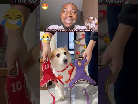 This dog choses what it wears wait for it #trending #trend #new #funny #viral #shorts