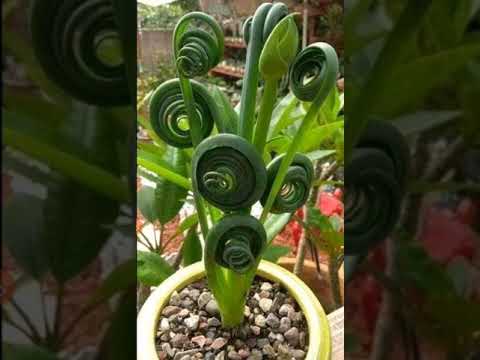 Amazing Flowers || What kinds flowers is This? |Mary Luz Isherwood