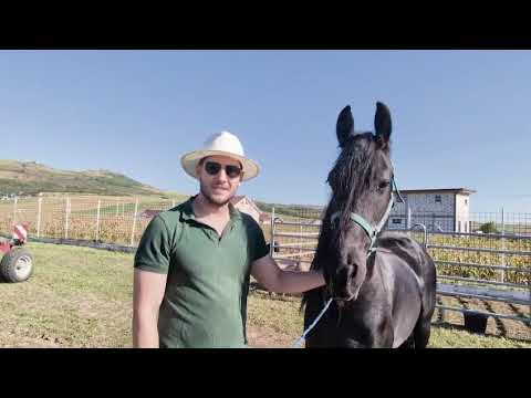 Emanuel Slevaș, from Șard, Friesian mare and Shetland pony at Apulum Agraria 2025 Ighiu