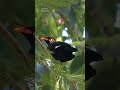 Common Hill Myna Birds Shorts