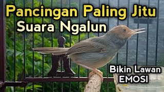 Download lagu Pancingan PRENJAK KEPALA MERAH suara terbaik, paling ampuh bikin prenjak gacor nyaut seketika  mp3