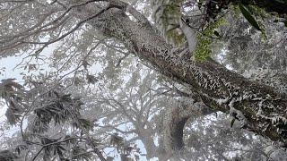 冬季戀歌~雪白森林~ 新竹縣尖石鄉 宇老魯壁山 ~霧淞~冷風吹落結冰霧淞宛如下雪般夢幻