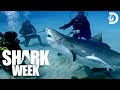 Researching A Chaotic Shark Feeding Frenzy Shark Week 2024 Discovery
