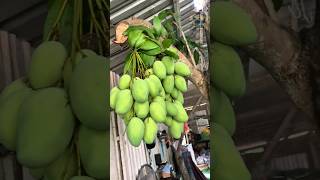 Download lagu Bikin rujak mangga segar #rujakmanggamuda #shortvideo mp3 Download lagu Bikin rujak mangga segar #rujakmanggamuda #shortvideo mp3