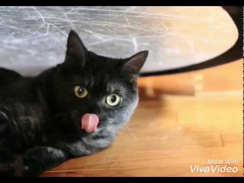 top 6 Angry and beautiful eye cats