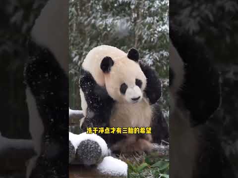 爱宝就是乐宝的女神，爱宝雪中看了乐宝一眼，乐宝就被迷的五迷三道的，开始各种梳洗打扮～【☁️歌单《好歌分享官第四期》】#好歌分享官 #致你 #大熊猫爱宝 #大熊猫乐宝 #乐宝