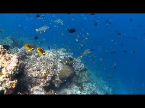 Scuba diving in Indonesia