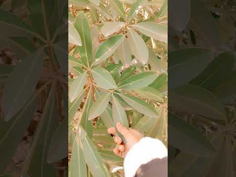 🌹☘️🌷🌾🌿🌿......