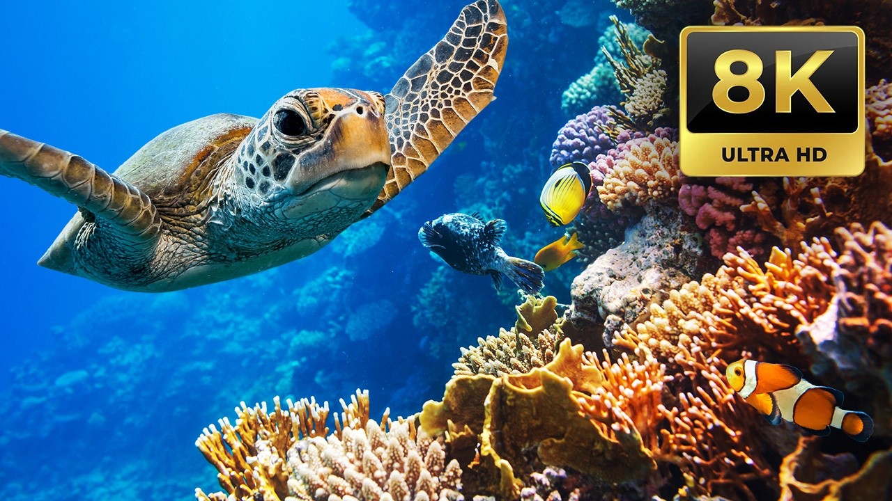 8 HOURS Stunning 8K Underwater footage + Music | Nature Relaxation™ Rare & Colorful Sea Life Video
