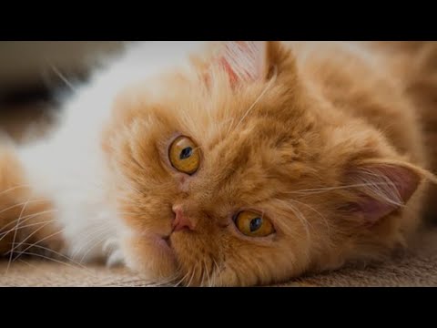 Hyper my doll face Persian cat| cute puppies playing with cat