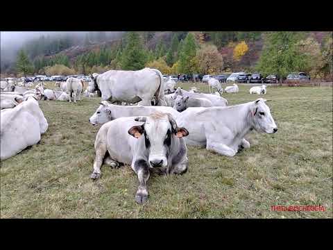 MUCCHE ALLA FIERA DEI 10 LOCALITA' MELEZE' A BELLINO IN VALLE VARAITA (CN) LUN. 10 - 10 - 2022.