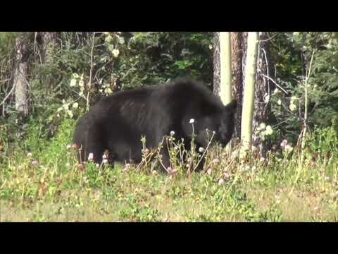 Sussex County Bear Hunt