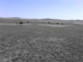 Казахстанская степь и лошади 
