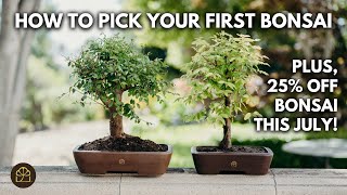 Beginner Bonsai Series - Chapter 1: Considerations for Your First Bonsai