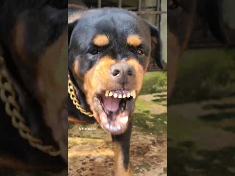 dog barking loudly fight #viral #dog #angrydog #rottweiler #angrypuppy #cutepet #puppy #angry #dog