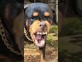 Dog Barking Loudly Fight Viral Dog Angrydog Rottweiler Angrypuppy Cutepet Puppy Angry Dog