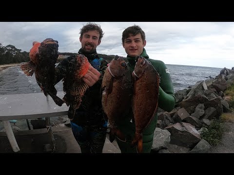 download lagu mp3 mp4 Red Rock Cod Recipe, download lagu Red Rock Cod Recipe gratis, unduh video klip Red Rock Cod Recipe