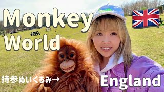 【イギリス】面白いオラウータンがいる猿園🦧穴場観光🇬🇧