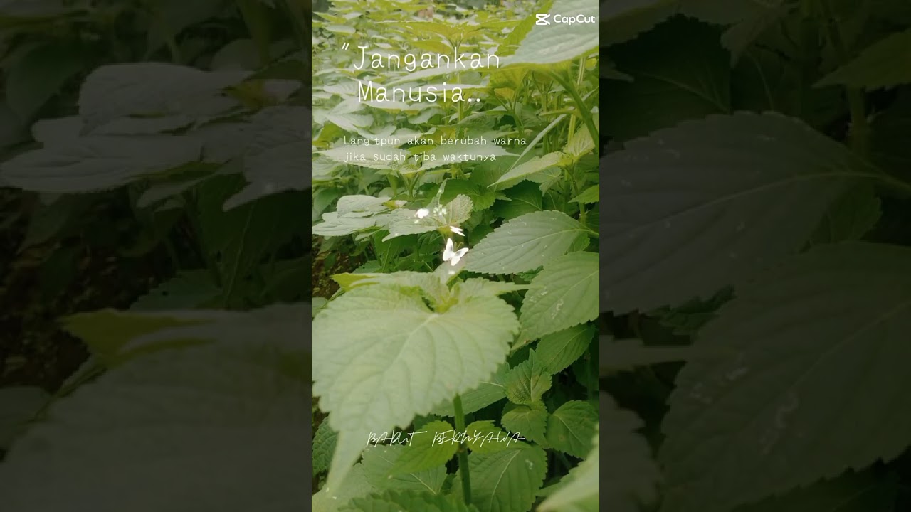 kenip shiso atau perilla #petani #viralvideo #youtubeshorts #korea #koreafood #sayuran #petanimuda