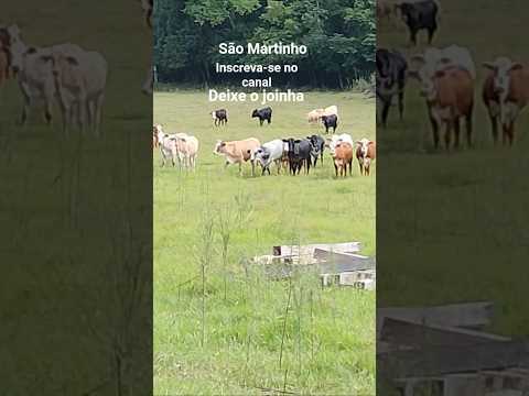 pelos campos de são Martinho,# são Martinho