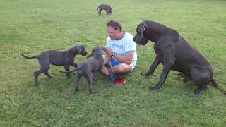 Blue Great Dane Male plays with his Puppies-Great Dane Ireland-Blue Great Dane Stud Dog